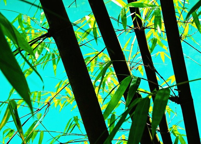Srečni bambus